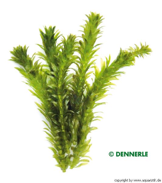 Egeria densa, Spezial